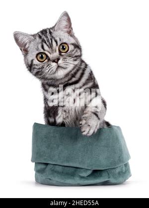 Niedliche kleine schwarz-silberne gestromte Katze, die in einem grünen Samtbeutel sitzt. Eine Pfote in der Luft, neugierig auf die Linse blickend. Isoliert auf weißem Hintergrund Stockfoto