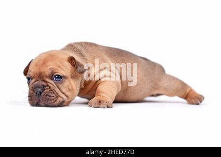 Kriechende rote Rehkitz farbige französische Bulldogge Hund Welpen auf weißem Hintergrund Stockfoto