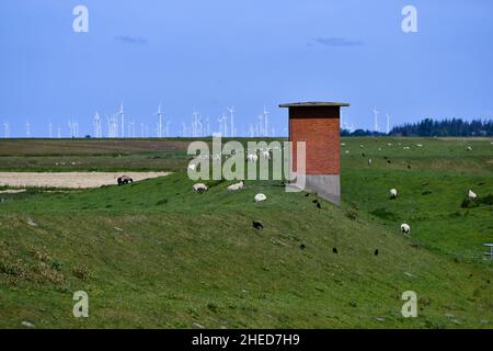 Weidelandschaft für Schafe in Husum mit einem Windpark im Hintergrund Stockfoto