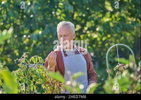 Reifer Mann im burgunderroten Hemd im Gewächshaus Stockfoto