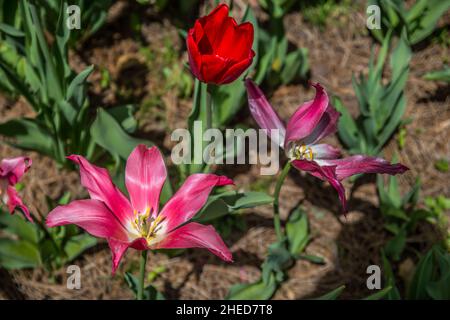 Blick nach unten auf Tulpen in voller Blüte verschiedener Vielfalt und Farben in einem Garten an einem sonnigen Tag im Frühling Stockfoto