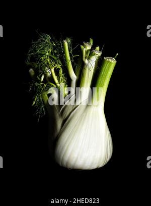 Fenchel - Bio-Fenchel Stockfoto