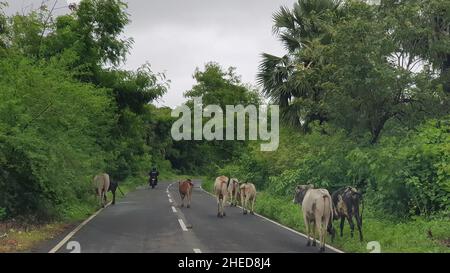 Mumbai, Maharashtra, Indien, Juli 15 2021: Bullen am Straßenrand grasen auf dem Gras, das nach dem Monsun neben der Straße wächst. Gesehen auf der Route nach Stockfoto