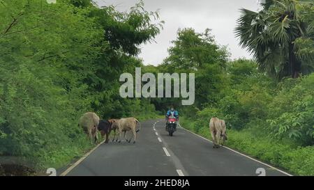 Mumbai, Maharashtra, Indien, Juli 15 2021: Bullen am Straßenrand grasen auf dem Gras, das nach dem Monsun neben der Straße wächst. Gesehen auf der Route nach Stockfoto