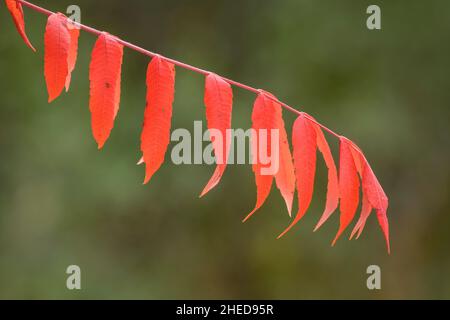 Sumac-Baumblätter in Herbstfarbe, Chiricahua Mountains, Coronado National Forest, Arizona. Stockfoto