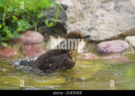 Amsel Turdus Merula juvenile Baden im Gartenteich Ringwood Hampshire England Stockfoto