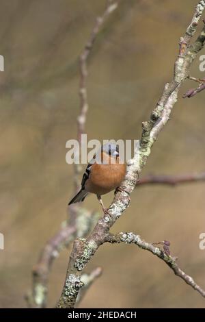 Gemeiner Buchfink Fringilla coelebs Männchen, die in einem Baum sitzen Blashford Lakes Hampshire und Isle of Wight Wildlife Trust Naturschutzgebiet Hampshire Stockfoto