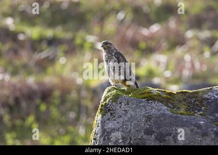 Bussard Buteo buteo auf der Suche nach Beute, während er auf einem Felsen in Schottland thront Stockfoto