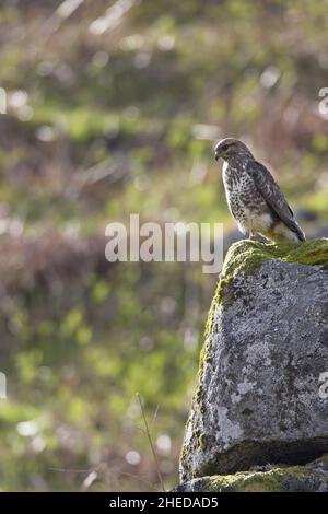 Bussard Buteo buteo auf der Suche nach Beute, während er auf einem Felsen in Schottland thront Stockfoto