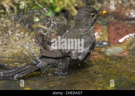 Amsel Turdus merula Weibchen Baden im Gartenteich Ringwood Hampshire England Stockfoto