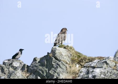 Bussard Buteo buteo und Corvus Corone cornix mit Kapuze thront zwischen Felsen, Schottland Stockfoto