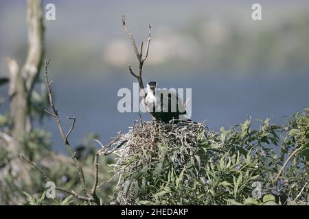 Wenig pied Kormoran Phalacrocorax Melanoleucos am Nest mit jungen Rotorua Neuseeland Stockfoto