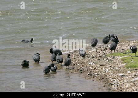 Eurasischer Ruß Fulica atra Gruppe neben dem See Preening, Blashford Lakes Nature Reserve, Hampshire Stockfoto