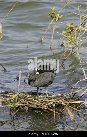 Eurasischer Ruß Fulica atra steht auf einer alten Nestplattform und brütet Stockfoto