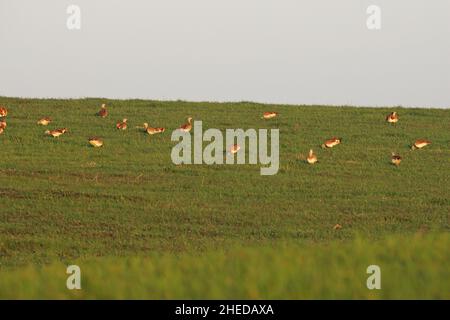 Große bustarde Otis tarda Gruppe von Männchen im Erntefeld im Winter, Alentejo Region, Portugal Stockfoto