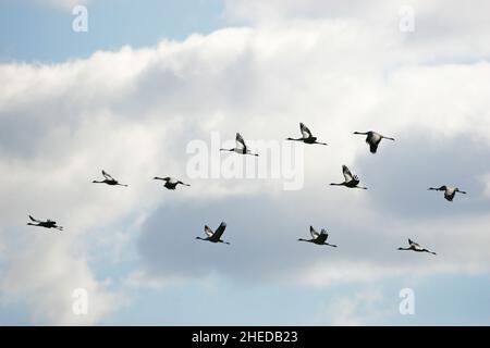 Gewöhnlicher Kran Grus grus Gruppe von elf im Flug, Camargue, Frankreich Stockfoto