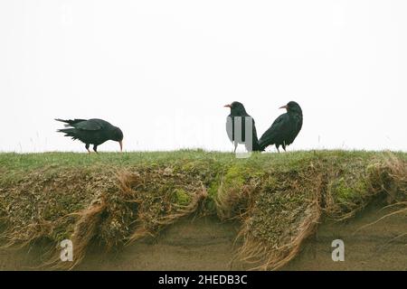 Rotschnabel-Pyrrhocorax Pyrrhocorax drei auf Sanddünen Ardnave Point Loch Gruinart Islay Argyll and Bute Scotland UK Stockfoto