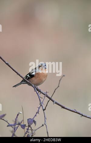 Gemeiner Buchfink Fringilla coelebs Männchen, der auf dem Zweig des New Forest National Park Hampshire England thront Stockfoto