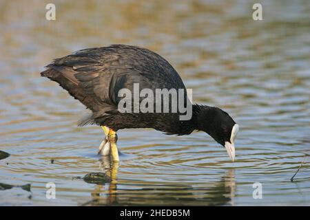 Eurasischer Ruß Fulica atra Erwachsener im Pool in der Nähe von Tiszaalpar Ungarn Stockfoto