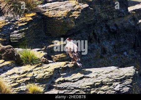 Caracara plancus mit südliche Haubenkarakara, die auf felsigen Felsvorsprüngen thront, Bleaker Island, Falkland Islands Stockfoto