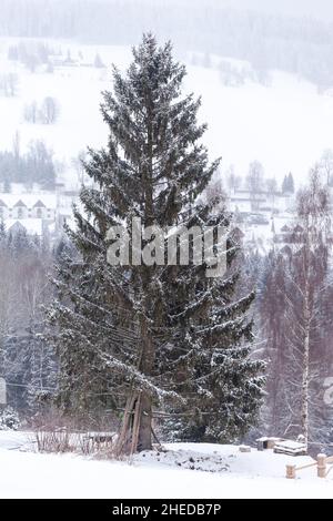 Eine einsame alte, schneebedeckte Kiefer ragt vor Berg- und Dorfhintergrund hervor. Stockfoto