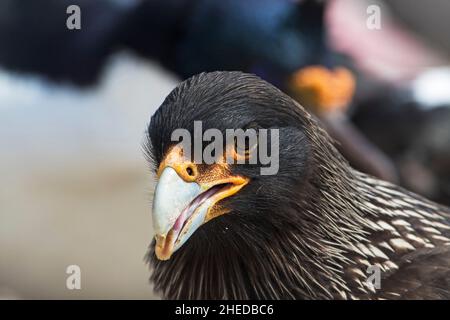 Gestreifte Caracara Phalcoboenus australis Kopf aus der Nähe, Sea Lion Island Falkland Islands November 2015 Stockfoto