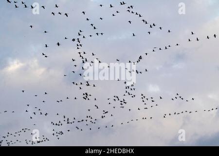 Kranich Grus Grus Herde im Flug in der Nähe von Gimeaux regionaler Naturpark der Camargue France Februar 2016 Stockfoto