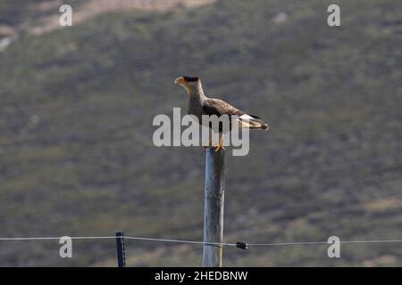 Caracara plancus mit südlicher Haubenschachel auf Zaunpfosten, Saunders Island Falkland Islands British Overseas Territory November 2016 Stockfoto