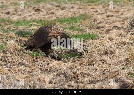 Südlicher Karakara Phalcoboenus australis in Gras für Essen Seelöwen Island Falkland Inseln Britisches Überseegebiet Dezember 2016 Suche Stockfoto