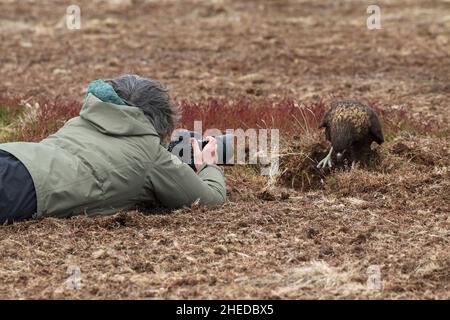 Gestreifte Caracara Phalcoboenus australis, die mit dem Fotografen Sealion Island, Falkland Islands, in rauem Grasland nach Nahrung sucht Stockfoto