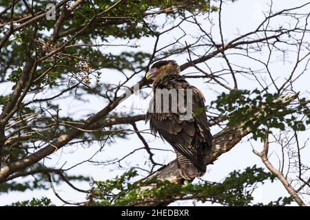 Caracara plancus mit südlicher Haube, in einem Baum sitzend, Torres del Paine National Park, Chile, Südamerika Dezember 2016 Stockfoto