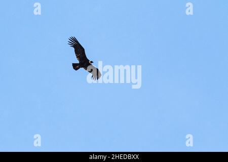 Andenkondor Vultur gryphus im Flug gegen blauen Himmel, Torres del Paine National Park, Chile, Südamerika Dezember 2016 Stockfoto