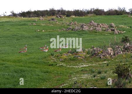 Großtrappe Otis tarda Gruppe von Männchen, die auf hügeligen Ebenen und felsigen Hügeln in der Nähe von Castro Verde Alentejo Region Portugal wandern Februar 2017 Stockfoto