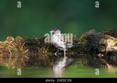 Mönchsgrasmücke Sylvia atricapilla Mann in einem Infinity-pool Kiskunsag Nationalpark in der Nähe von Ungarn Juni 2017 Tiszaalpar Stockfoto