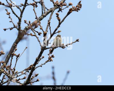 Chiffchaff Phylloscopus collybita thront in einem Quercus robur aus englischer Eiche mit geschwollenen Blattknospen, Ham Wall RSPB Reserve Stockfoto