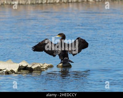 Kormoran Phalacrocorax carbo Flügel - Trocknen, Radipole See RSPB Reservat, Weymouth, Dorset, England, UK, März 2019 Stockfoto