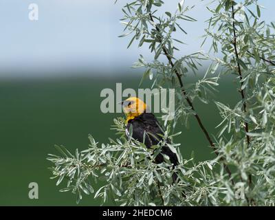 Gelbkopf-Amsel Xanthocephalus xanthocephalus männlicher Gesang von der russischen Olive Elaeagnus angustifolia, Broadview, Montana, USA, Juni 2019 Stockfoto