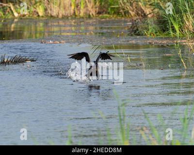 Großer Kormoran Phalacrocorax carbo aus dem Wasser, vor North Hide, Westhay Moor Nature Reserve, Somerset Wildlife Trust Reserve Stockfoto