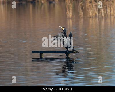 Großer Kormoran Phalacrocorax carbo Flügel trocknend, Ham Wall RSPB Reserve, Avalon Marshes, Somerset Levels and Moors, Somerset, England, Großbritannien Stockfoto