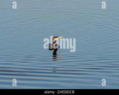 Großer Kormoran Phalacrocorax carbo, der in einem Pool schwimmt, von Avalon Hide, Ham Wall RSPB Reserve, Meare, Avalon Marshes, Somerset Levels und Moors Stockfoto