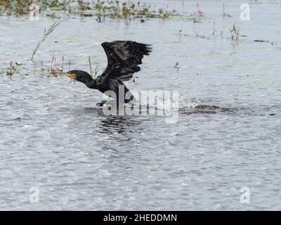 Der große Kormoran Phalacrocorax carbo, der vom Wasser abhebt, Canada Lake, Shapwick Heath National Nature Reserve, Avalon Marshes Stockfoto