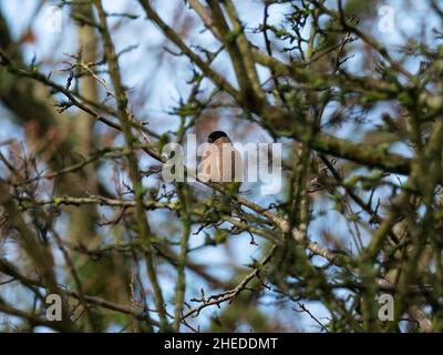 Eurasischer Bullfink Pyrrhula pyrrhula weiblich, die in einer Winterhedgerow thront, neben dem Castleman Trailway, Bickerley, Ringwood, Hampshire, England, VEREINIGTES KÖNIGREICH, Stockfoto