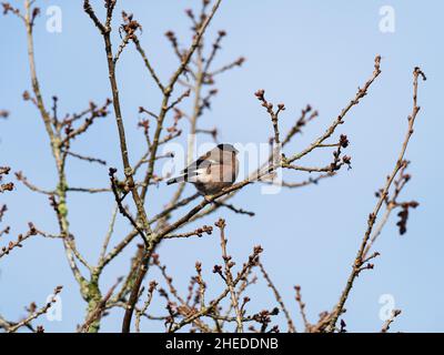 Eurasischer Bullfink Pyrrhula pyrrhula weiblich thront in der Pedunculate-Eiche Quercus robur, neben dem Castleman Trailway, Bickerley, Ringwood, Hampshire Stockfoto