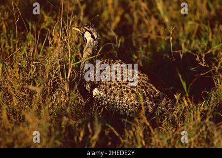 Hartlaubs Bustard Eupodotis hartlaubii männlich, Nairobi-Nationalpark, Kenia Stockfoto