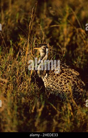 Hartlaubs Bustard Eupodotis hartlaubii männlich, Nairobi-Nationalpark, Kenia Stockfoto