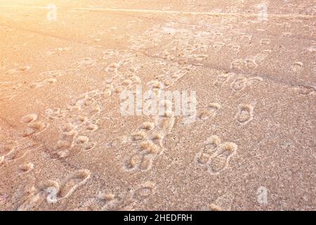 Viele alte Fußabdrücke von Menschen auf grobem Sand Stockfoto