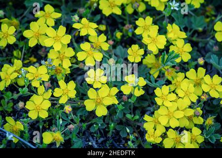 Schöne kleine gelbe Blüten von blühenden Tormentil (Potenyilla erecta), die auf der Wiese wachsen. Stockfoto