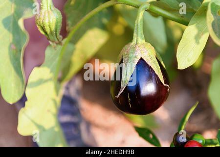 Eine violette Aubergine auf einem Zweig in einem Gemüsegarten. Anbau von natürlichem ökologischem Gemüse. Gartenarbeit schönen Hintergrund. Frische, reife, violette Aubergine Stockfoto