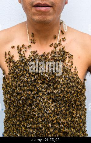 Der Körper des Menschen ist von Bienen bedeckt Stockfoto