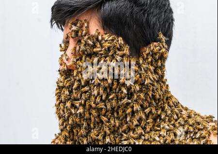 Das Gesicht des Menschen ist von Bienen bedeckt Stockfoto